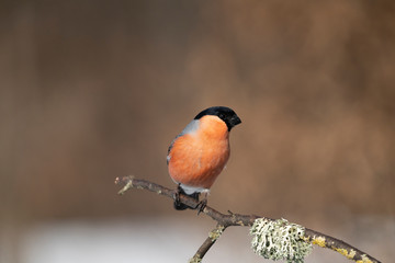 Eurasian bullfinch on a branch