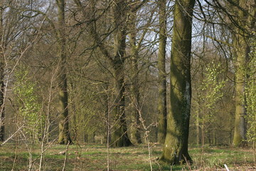 Forêt de hêtre Tournehem