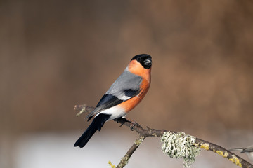 Eurasian bullfinch on a Bransh