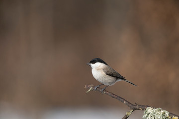 marsh tit on a branch