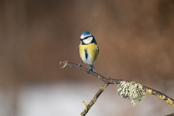 blue tit on a branch
