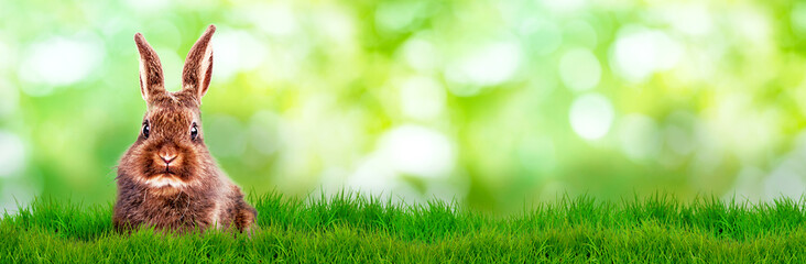 green background banner bunny 