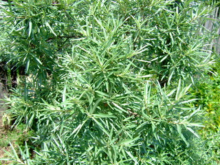 green grass background