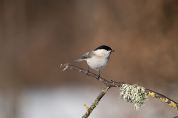 Naklejka premium Marsh tit on a branch