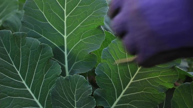 Trimming Leaves from an Organic Collard Green Plant