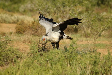 Obraz premium Secretarybird hunting for reptile prey.