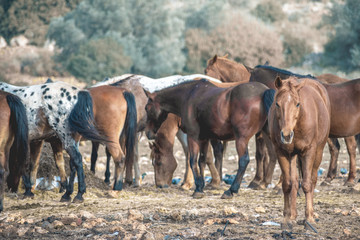 full body portrait of a brown horse in the field. group of horses in the background