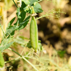 Green peas in the field. Growing peas in the field. Stems and po