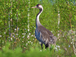 Common Crane stands for back view in green marsh breeding habitat