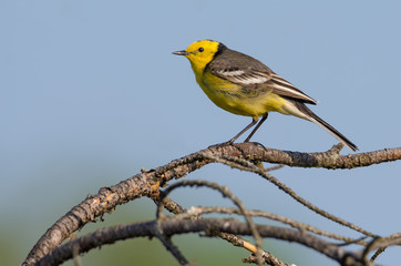Male Citrine wagtail posing on tiny branch over blue sky