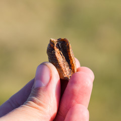 Pile of mantis in the human hand. Inspection ootheca. The eggs o