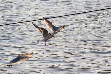 The birds start from the water. Birds rise above the water and fly right over the lake.