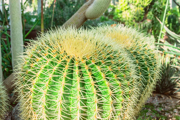 Two large round cacti in the greenhouse.