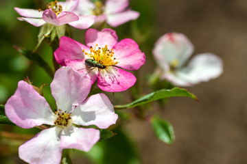 Insects on flowers in natural habitat