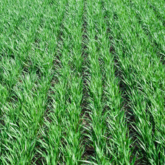 Spring winter wheat field