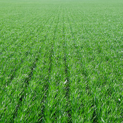 Spring winter wheat field