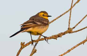 Female Citrine wagtail sits on small branch on light sky background