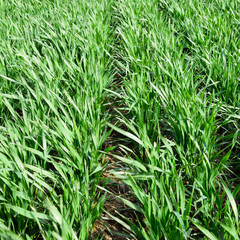 Spring winter wheat field