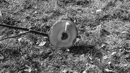 serce drzewo © Magorzata