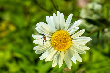 Obraz premium Insects on flowers in natural habitat