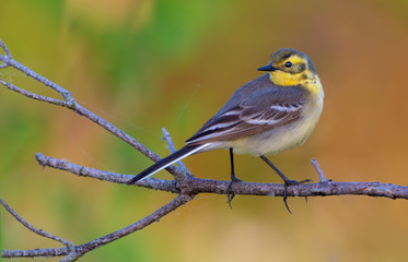 Beautiful Female Citrine wagtail perched on branch with neat vivid background