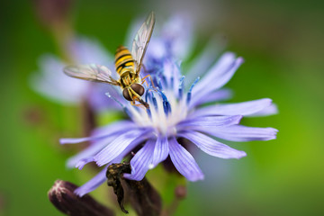 Insects on flowers in natural habitat