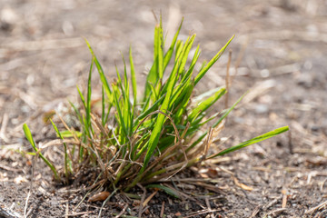 Grassbüschen am Boden