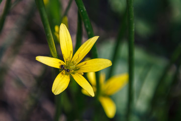 Fototapeta premium black ant on yellow flower Nothoscordum plants in onion tribe within the Amaryllis family
