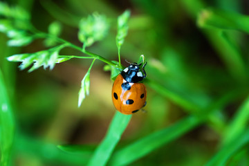 Insects on flowers in natural habitat