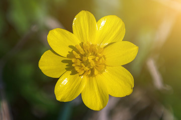 close-up yellow flower of Ficaria verna, spring flowering plant Ranunculus