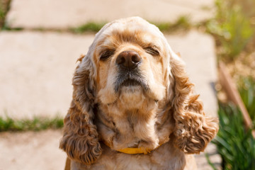 Golden Cocker Spaniel sniffs the air in sunlight