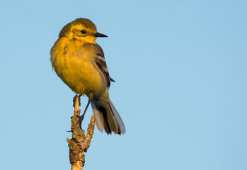 Female Citrine wagtail sits on very top of small branch with light sky background