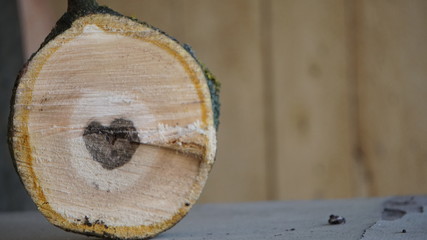 serce drzewo © Magorzata