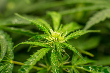 In door grow hemp. Medicinal indica with CBD. Young cannabis plant. Cannabis at the beginning of...