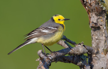 Male Citrine wagtail in full breeding feathers perched on dry twig