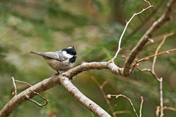 coal tit (Periparus ater) in nature. Forest and bird. Coal Tit. Geen natura background. Coal Tit on Fall background, Periparus ater