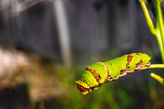 Caterpillar on bench tree