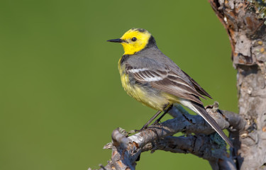 Male Citrine wagtail in full breeding plumage posing on dry stick