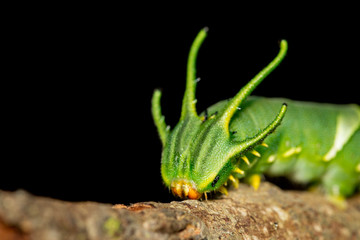 Image of Caterpillar of common nawab butterfly (Polyura athamas) or Dragon-Headed Caterpillar on nature background. Insect. Animal.