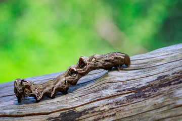 Image of brown caterpillar on brown dry timber. Insect. Animal