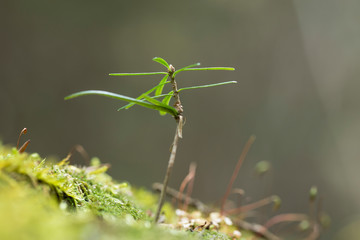 annual young fir trees grow in moss, close-up macro. annual fir trees (Abies alba) in nature. Abies alba sprouts in nature among moss. 