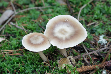 Rhodocollybia butyracea, known as the Buttery Collybia