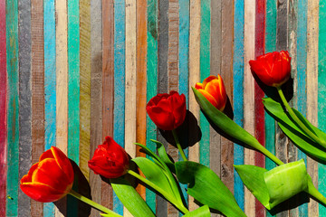 tulipani belli rossi