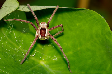 Image of Four-spotted Nursery Web Spider and spider eggs (Sphedanus quadrimaculatus) on a green leaf. Insect, Animal.