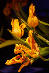 Fototapeta na wymiar The dried-up spring flowers. Tyulpanf against a dark background. Soft focus.