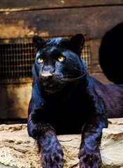 Raamstickers Beautiful black Panther © The Len