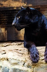 Tuinposter Beautiful black Panther © The Len