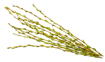 Spring branches Catkins Willow isolated on white background. Bunch of Pussy-willow on a white...