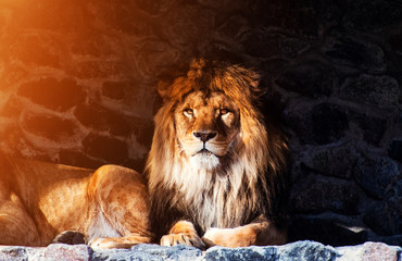 Beautiful Mighty Lion © The Len