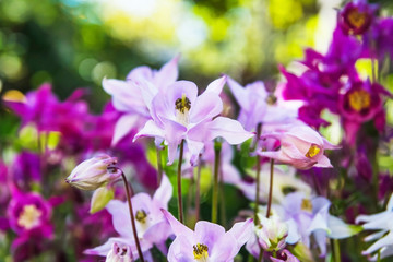 purple flowers in the garden